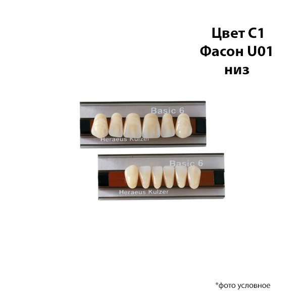 Зубы Basic 6 цвет С1 фасон U01 низ купить